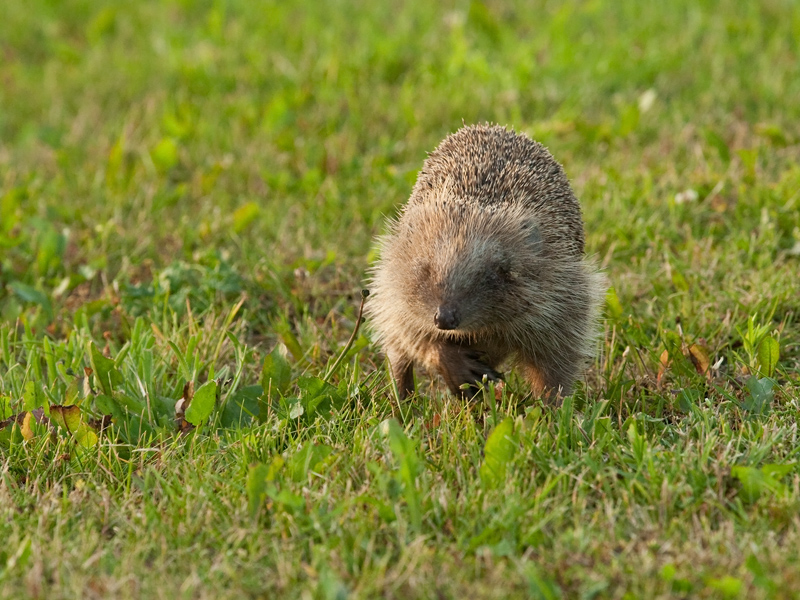 Erinaceus europaeus European Hedgehog Egel